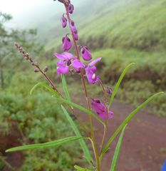 Polygala multiflora