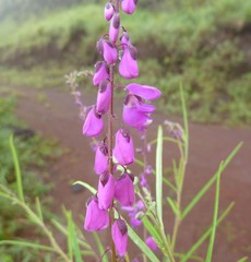Polygala multiflora