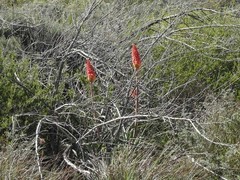Kniphofia sarmentosa