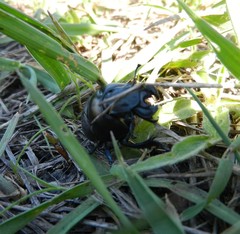 Lethrus apterus