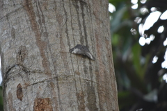 Hamadryas amphichloe