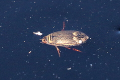 Acilius abbreviatus