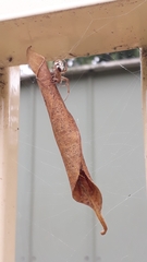 Phonognatha
