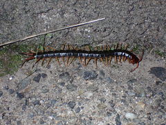 Scolopendra mutilans