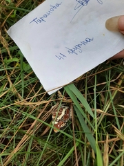 Araschnia levana