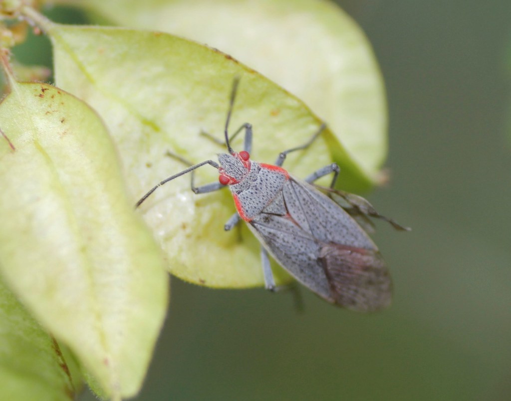 Jadera hinnulea