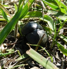 Lethrus apterus