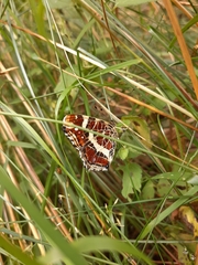 Araschnia levana