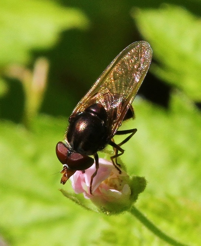 Rhingia nasica image
