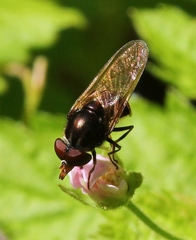 Rhingia (Rhingia) image