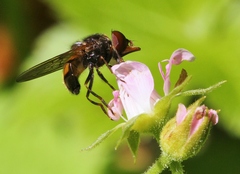 Rhingia nasica image