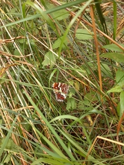 Araschnia levana