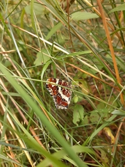 Araschnia levana