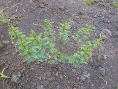 Indigofera dendroides