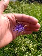 Phyteuma scheuchzeri