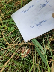 Araschnia levana