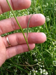 Phyteuma scheuchzeri