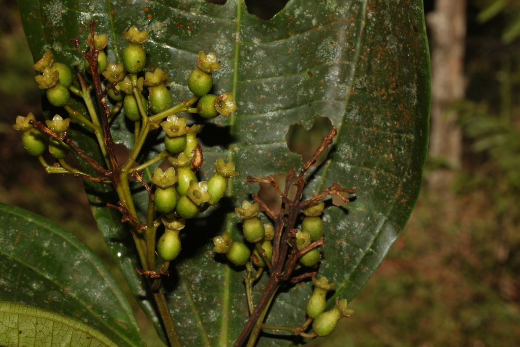 Tessmannianthus