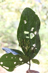 Tessmannianthus quadridomius