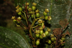 Tessmannianthus quadridomius