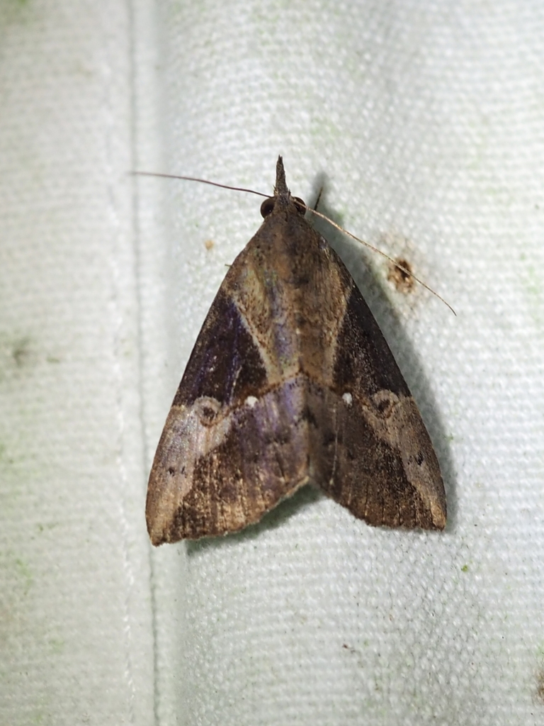 Hypena andraca
