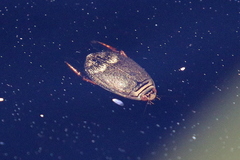Acilius abbreviatus