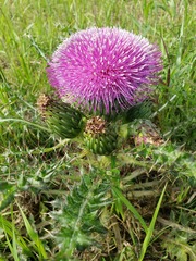 Cirsium drummondii