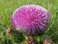 Cirsium drummondii