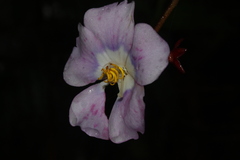 Andesanthus lepidotus