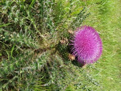 Cirsium drummondii