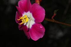 Andesanthus lepidotus