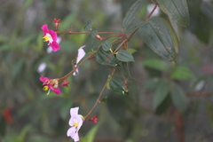 Andesanthus lepidotus