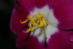 Andesanthus lepidotus