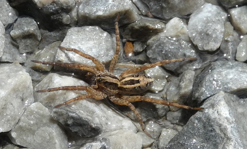Lance wolf spider photo 6