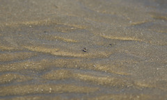 Ellipsoptera marginata
