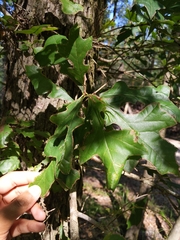 Image of Quercus lyrata