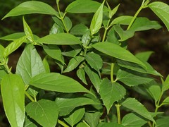 Nyctanthes arbor-tristis