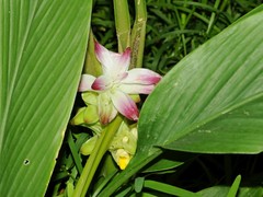 Curcuma pseudomontana