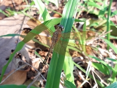 Neurothemis terminata