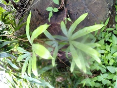 Lygodium circinnatum