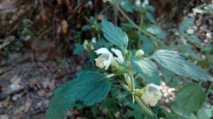 Galeopsis segetum