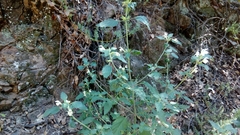 Galeopsis segetum