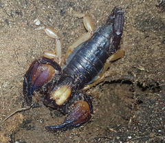 Opistophthalmus latro