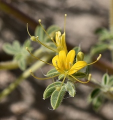 Cleomella obtusifolia