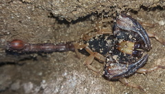 Opistophthalmus latro