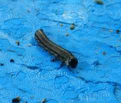 Tenthredinoidea