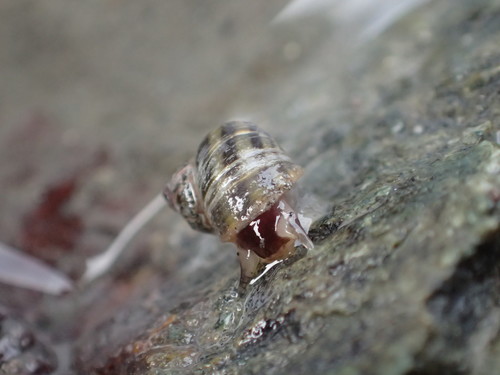 Littorina subrotundata