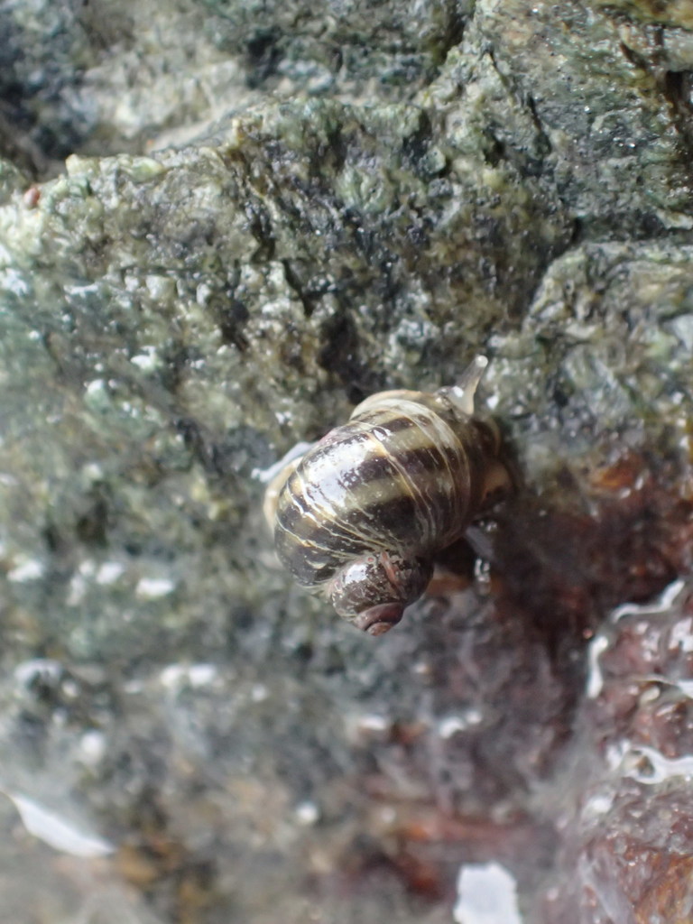 Littorina subrotundata