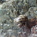 Newcomb's Littorine Snail - Photo (c) Matt Bowser, some rights reserved (CC BY), uploaded by Matt Bowser
