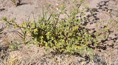 Cleomella obtusifolia